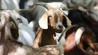 Daftar Harga Kambing dan Sapi Idul Adha 2026, Mulai Rp2 Jutaan