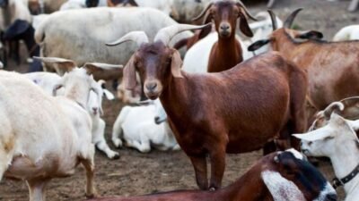 Doa Menyembeli Hewan Kurban, Berikut Tata Caranya
