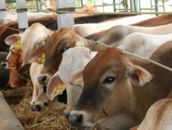 Harga Sapi Hari Ini 12 Mei 2026 Jelang Idul Adha, Sapi Jantan Dewasa Tembus Rp24 Juta