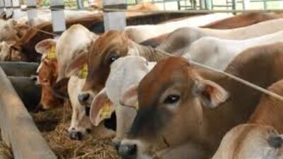 Harga Sapi Hari Ini 13 Mei 2026, Simmental dan Limosin Masih Stabil