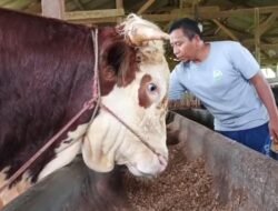 Harga Sapi Hari Ini 14 Mei 2026, Simmental dan Limosin Masih Stabil Jelang Idul Adha