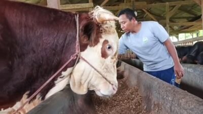 Harga Sapi Hari Ini 14 Mei 2026, Simmental dan Limosin Masih Stabil Jelang Idul Adha