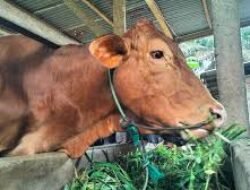 Update Harga Sapi Terbaru 8 Mei 2026, Simak Daftar Lengkap Sapi Simental hingga Limosin