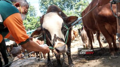 Harga Sapi Hari Ini Menjelang Idul Adha 2026, Berikut Daftar Lengkap di Pasaran 20 Mei 2026
