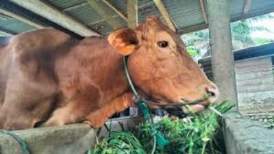Update Harga Sapi Terbaru 8 Mei 2026, Simak Daftar Lengkap Sapi Simental hingga Limosin