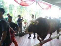 Masjid Istiqlal Sembelih 65 Sapi dan 13 Kambing Kurban, Sapi Presiden Prabowo Capai 1,3 Ton