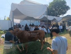 Iduladha 2026, NasDem Cianjur Sembelih 4 Ekor Sapi dan 9 Domba, Onnie: Berkurban Melatih Keikhlasan