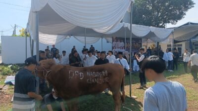 DPD Partai NasDem Kabupaten Cianjur melaksanakan penyembelihan hewan kurban berkenaan dengan Hari Raya Iduladha 1447 Hijriah, Kamis 28 Mei 2026.