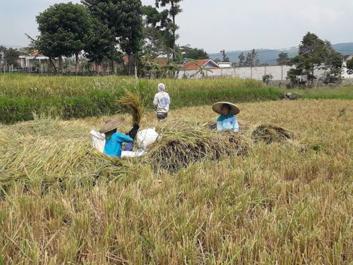 PANEN PADI: Tampak petani sedang memanen padi. Lahan sawah di Kabupaten Cianjur mengalami penyusutan sekitar 848 hektare dari 66.934 hektare berkurang menjadi 66.086 hektare kurun waktu 2017 hingga 2025.