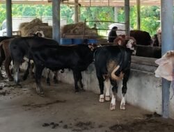 DPKHP Cianjur Pastikan Stok Hewan Kurban Cukup