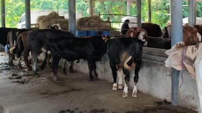 DPKHP Cianjur Pastikan Stok Hewan Kurban Cukup
