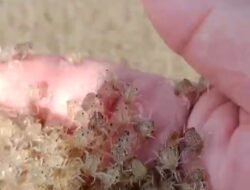 Jutaan Kepiting Muncul di Pantai Cidamar, Warga Dibuat Takjub