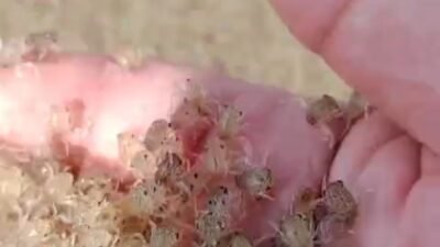 Jutaan Kepiting Muncul di Pantai Cidamar, Warga Dibuat Takjub