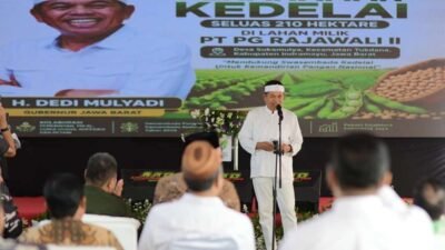 Gubernur Jawa Barat Dedi Mulyadi (KDM) menghadiri kegiatan penanaman kedelai di lahan seluas 210 hektare dalam rangka mendukung swasembada kedelai 2026.