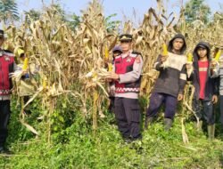 Dukung Ketahanan Pangan Nasional, Polsek Warungkondang Panen 1,5 Ton Jagung Hibrida