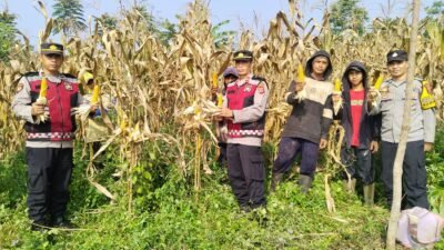 Dukung Ketahanan Pangan Nasional, Polsek Warungkondang Panen 1,5 Ton Jagung Hibrida