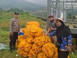 Polsek Pacet Bersama Poktan Palasari Panen Jagung Hibrida di Lahan Non-LBS