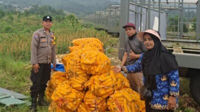 Polsek Pacet Bersama Poktan Palasari Panen Jagung Hibrida di Lahan Non-LBS