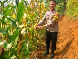 Polsek Cugenang Monitor Pertumbuhan Jagung Hibrida untuk Dukung Ketahanan Pangan