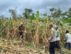 Polsek Agrabinta Panen Jagung Hibrida 5 Ton di Lahan Non-LBS