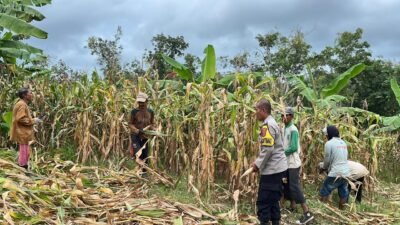 Polsek Agrabinta Panen Jagung Hibrida 5 Ton di Lahan Non-LBS