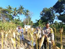 Polsek Sindangbarang Panen 5 Ton Jagung Hibrida di Desa Jayagiri