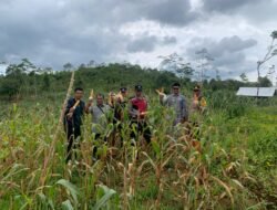 Dukung Ketahanan Pangan, Polsek Sukanagara Kawal Panen Raya Jagung Hibrida Dua Ton