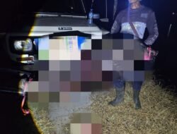 Babi Hutan Penyerang Empat Warga di Pagelaran Cianjur Berhasil Dilumpuhkan