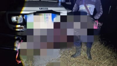 Babi hutan yang sempat mengamuk dan menyerang empat warga di Kampung Cilameta, Desa Bunijaya, Kecamatan Pagelaran, Kabupaten Cianjur, akhirnya berhasil ditangkap dan dilumpuhkan oleh tim gabungan.