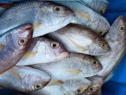 Harga Ikan Hari Ini 3 Juni 2026: Ikan Teri Medan Tembus Rp88 Ribu per Kg, Kembung Rp47 Ribu