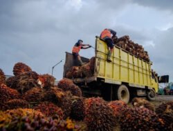 Harga Sawit Sumbar Naik, TBS Umur 10–20 Tahun Tembus Rp3.754,59 per Kilogram