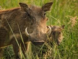 Empat Warga Pagelaran Diserang Babi Hutan, Lansia Kehilangan Dua Jari