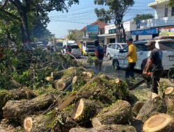 Pohon Tumbang Timpa Angkot di Sukaluyu, Empat Orang Terluka