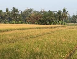 Terdampak Kemarau, Petani Ciranjang Harus Keluarkan Biaya Tambahan