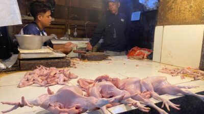MBG Kembali Beroperasi, Harga Daging Ayam di Pasar Muka Ikut Naik