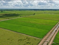 Petani Akui Program Pemerintah Berdampak Nyata, Produktivitas Pertanian Terus Meningkat