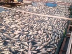 Ribuan Ekor Ikan di Waduk Jangari Cianjur Mati