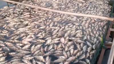 Ribuan Ekor Ikan di Waduk Jangari Cianjur Mati