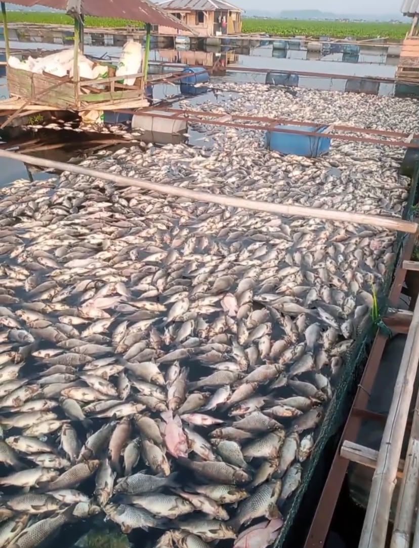 Ribuan ekor ikan di Keramba Jaring Apung (KJA) Waduk Jangari, Kabupaten Cianjur, mati.(Tangkapan Layar Dokumentasi Pribadi)