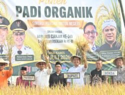 Panen Raya Padi Organik di Warungkondang, Bupati Wahyu Harap Cianjur Jadi Sentra Beras Organik Nasional