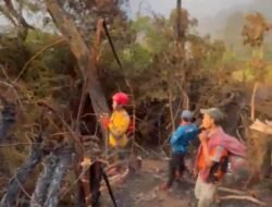 Bukan 20 Hektare, Relawan Ungkap Luas Kebakaran Gunung Gede