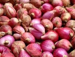 Harga Bawang, Beras dan Cabai Hari Ini 11 Agustus 2026