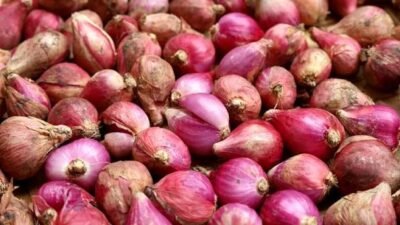 Harga Bawang, Beras dan Cabai Hari Ini 11 Agustus 2026