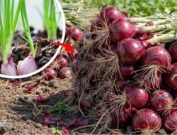 Harga Bawang hingga Cabai Terbaru 4 Agustus 2026, Bawang Putih Cutting Tembus Rp41.457 per Kg