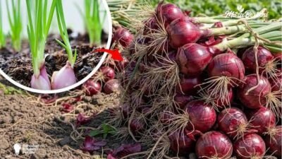 Harga Bawang hingga Cabai Terbaru 4 Agustus 2026, Bawang Putih Cutting Tembus Rp41.457 per Kg