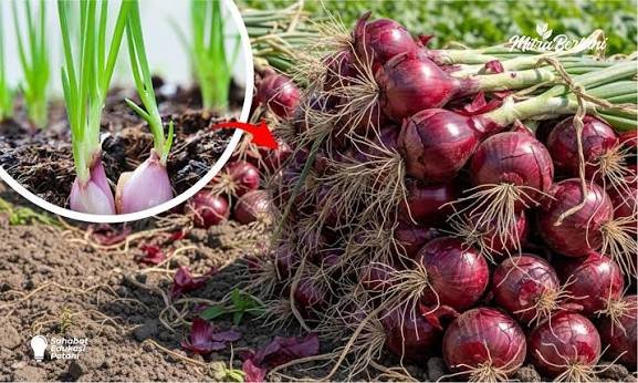 Harga Bawang hingga Cabai Terbaru 4 Agustus 2026, Bawang Putih Cutting Tembus Rp41.457 per Kg