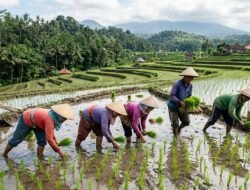 DTPHP: Petani Gagal Tanam Bisa Dapat Ganti Rugi Rp6 Juta per Hektare