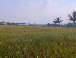 DTPHP: 960 Hektare Lahan Sawah di Cianjur Terancam Kekeringan