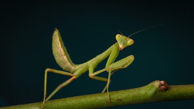 7 Fakta Unik Belalang Sembah, Serangga dengan Jurus Berburu yang Mengesankan