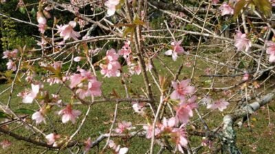 Musim Sakura Kembali Mekar, Kebun Raya Cibodas Tawarkan Panorama Indah yang Memikat